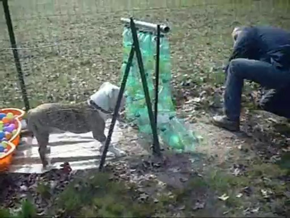 vidéo chiots AG 2014