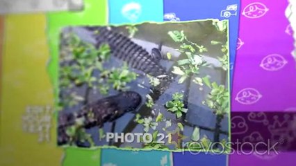 Funny Photo Presentation For Children Afer Effects Template Project