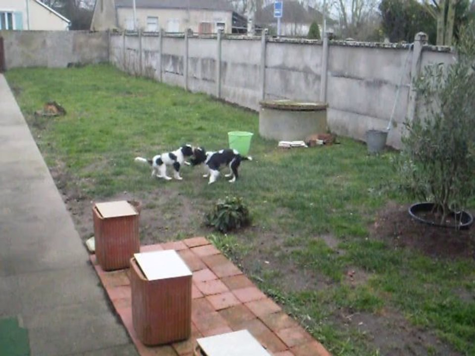 HYMA SUMAC ,IDRIJA  DE LA VERTE ALBION