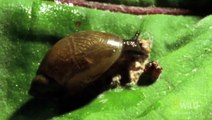 High School Student Discovers Snail in School’s Salad