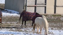 Researchers Ask Horses if They Prefer Blankets or Natural Fur on Cold Days