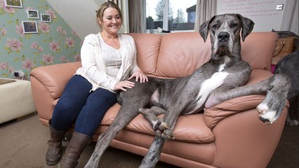 Britain's Biggest Dog