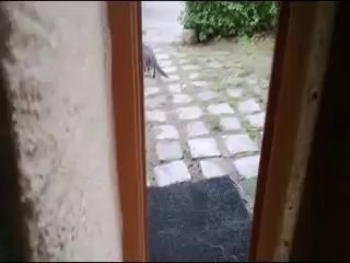 lancer de chat à la marseillaise