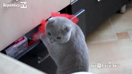 Lo sguardo colpevole del gatto colto sul fatto