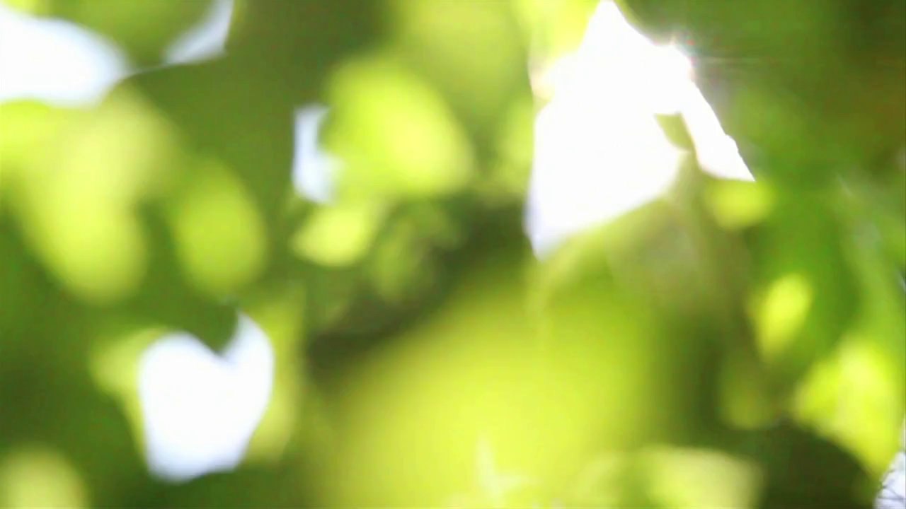 Festeberg - Woody  /Full Film/Ganzer Film/Complete Movie