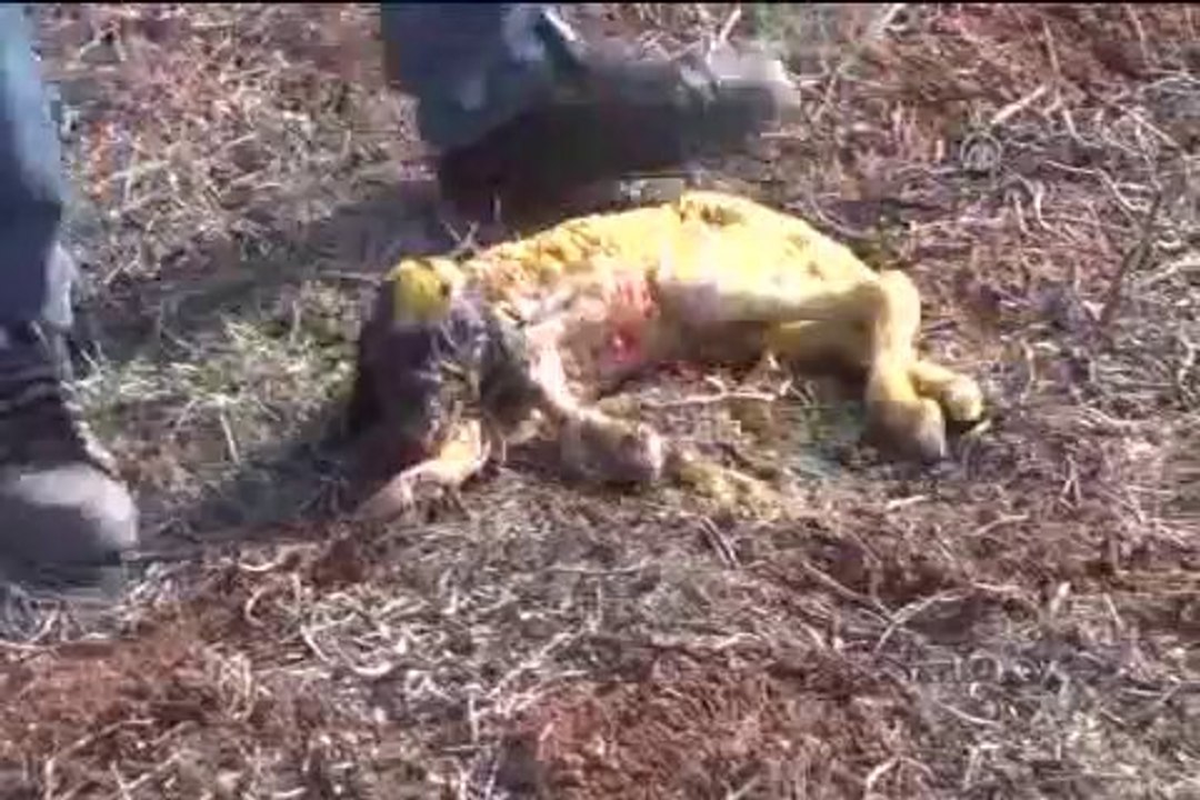 İşte bir doğum mucizesi daha