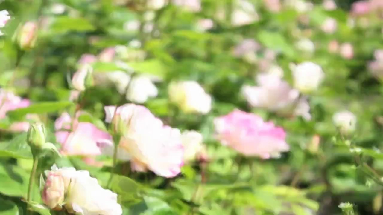 Bruchdamm  -  Sommer (Schnupf)  /Full Film/Ganzer Film/Complete Movie