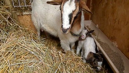 LA MINI BERGERIE DE SISCO : DES BB CHEZ LES BIBIS (2)