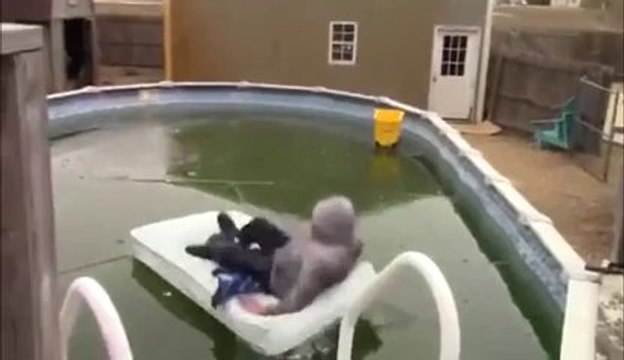 Un gars se jette dans une piscine gelée et s'éclate la tête! DUMB...