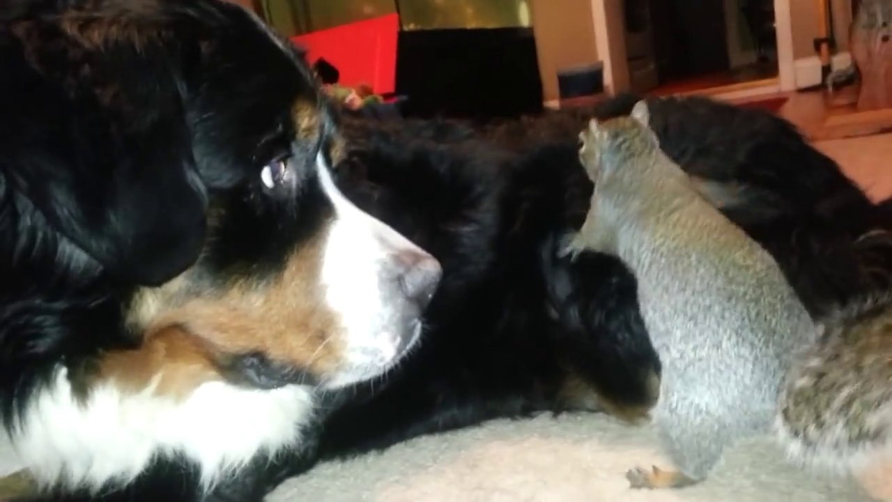 Pet Squirrel Hiding a Nut in the fur of a Burmese. Cute plus hilarity.