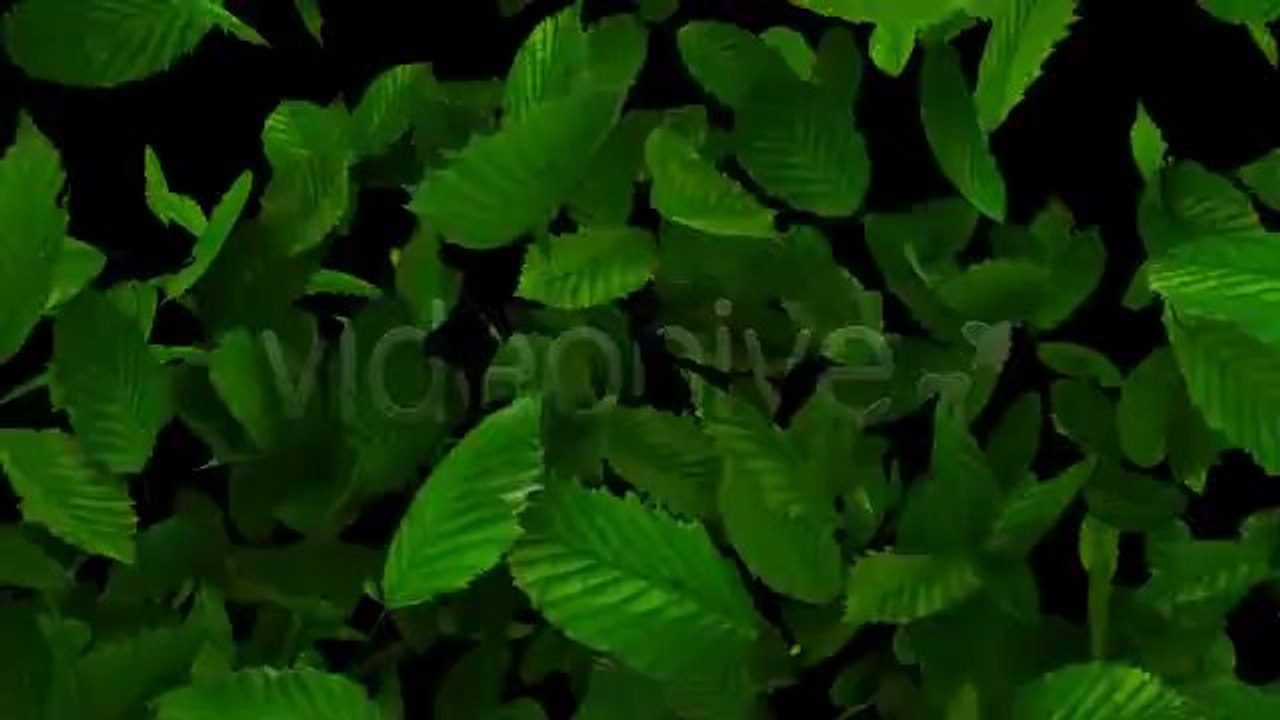 Leaves Logo Wipe And Titlebar HD - After Effects Template