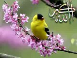 Umme habia best naat by shamim akhter