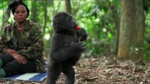Operation Congo gorillas