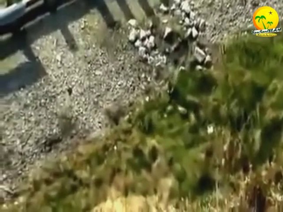 Soubehan Allah. Une Oie qui s'aventure avec ses poussins pour traverser l'autoroute