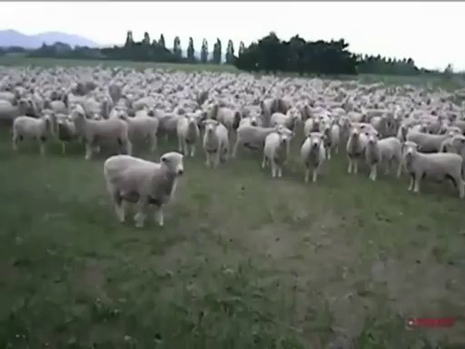 sheep