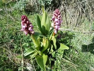 Strates géologiques,roches et plantes. طبقات جيولوجية ،صخور  و نباتات