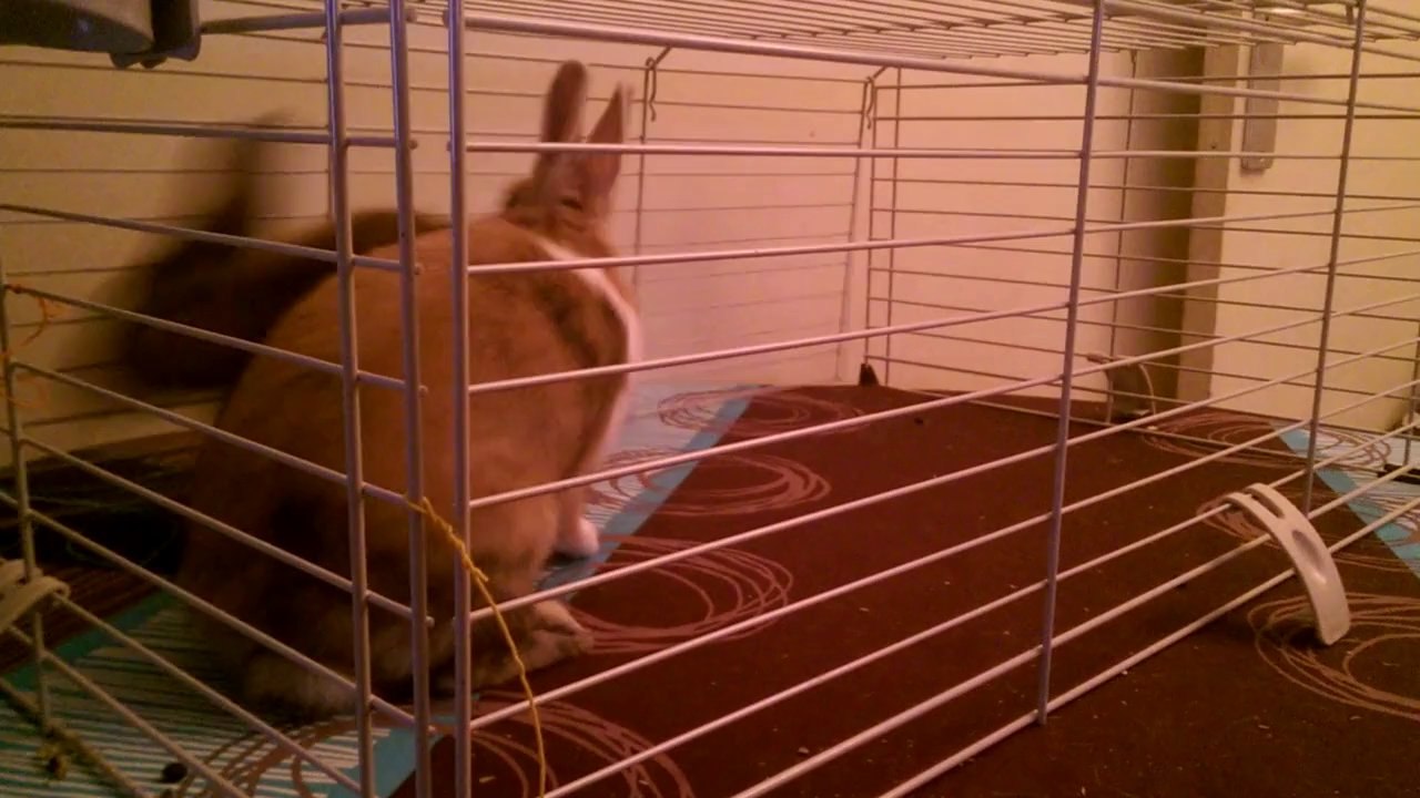 Romeo & Juliette les lapinou a ma fille !!