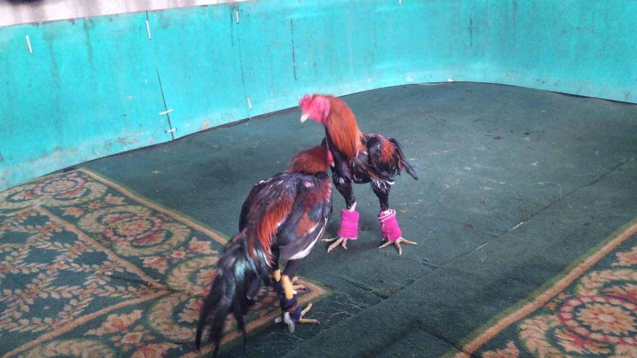 คู่ตอเพชร