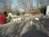 Chiots Montagne des Pyrénées