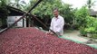Chocolate pioneers eye Vietnam for cocoa production