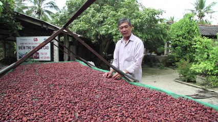 Chocolate pioneers eye Vietnam for cocoa production