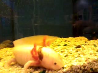 Axolotl, Mexican Walking Fish video
