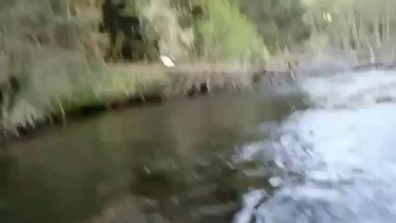 Adler klaut sich einen Fisch aus dem Boot