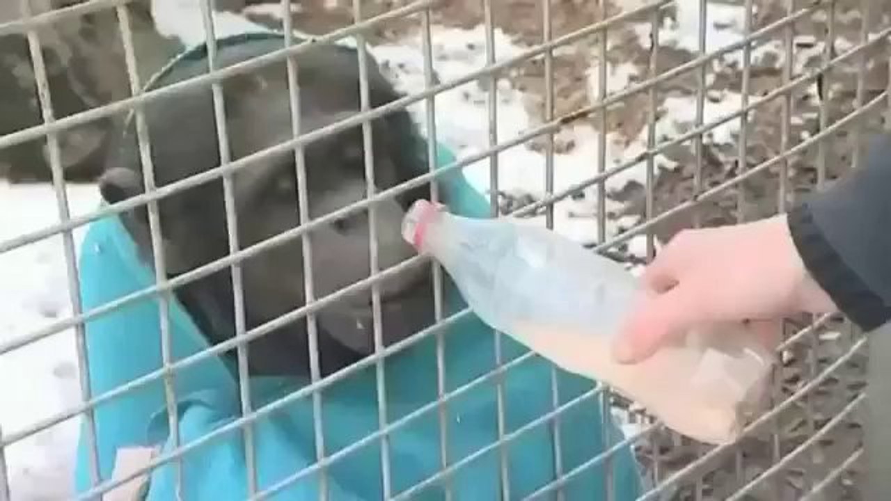 Affe geht nur mehr mit einer Decke raus