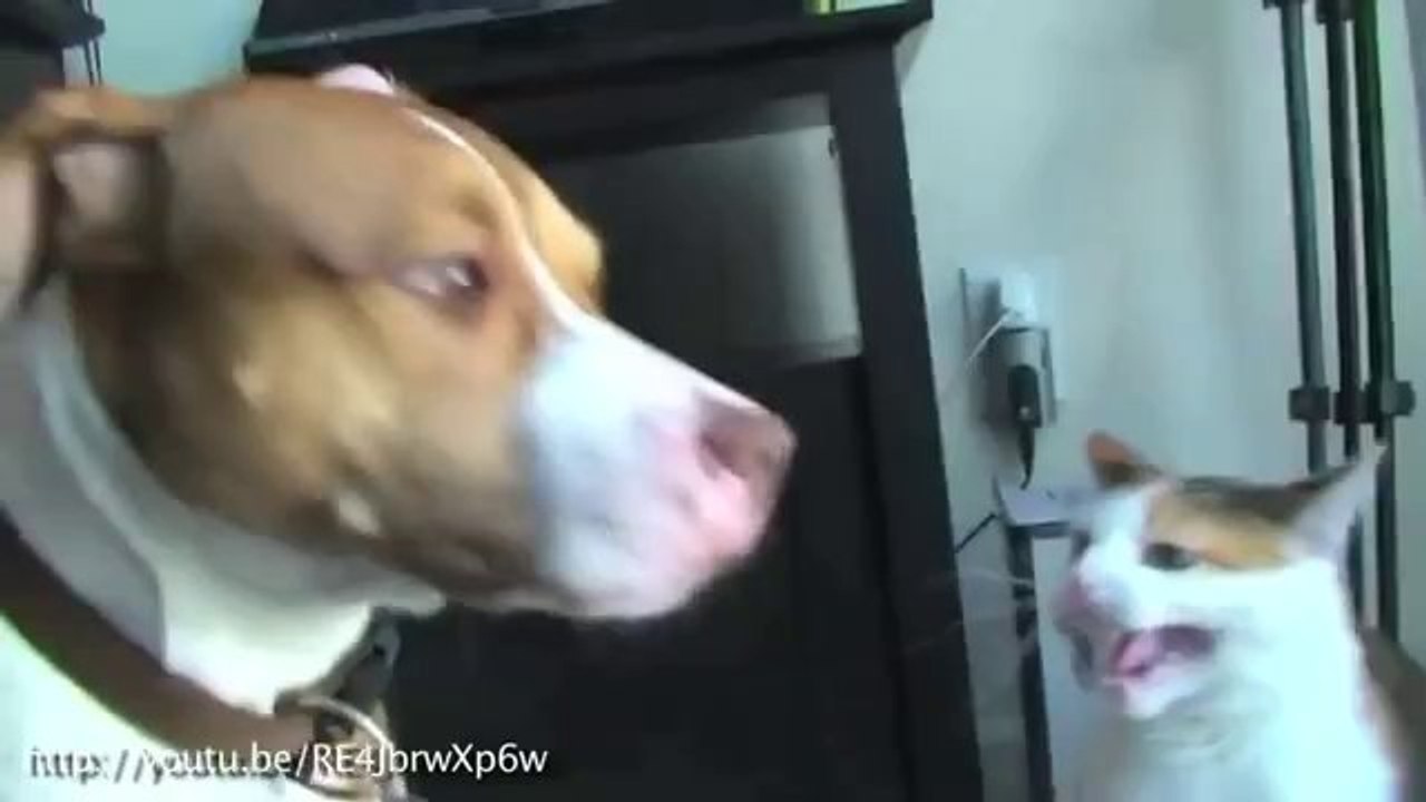 Aggressive Katzen attackieren Hunde