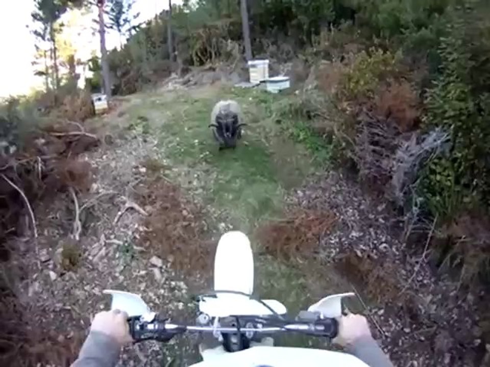 Aggressiver Bock attackiert einen Motorradfahrer - Teil 2