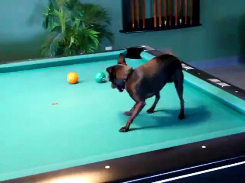 Amadeus, der Billiard-Chihuahua