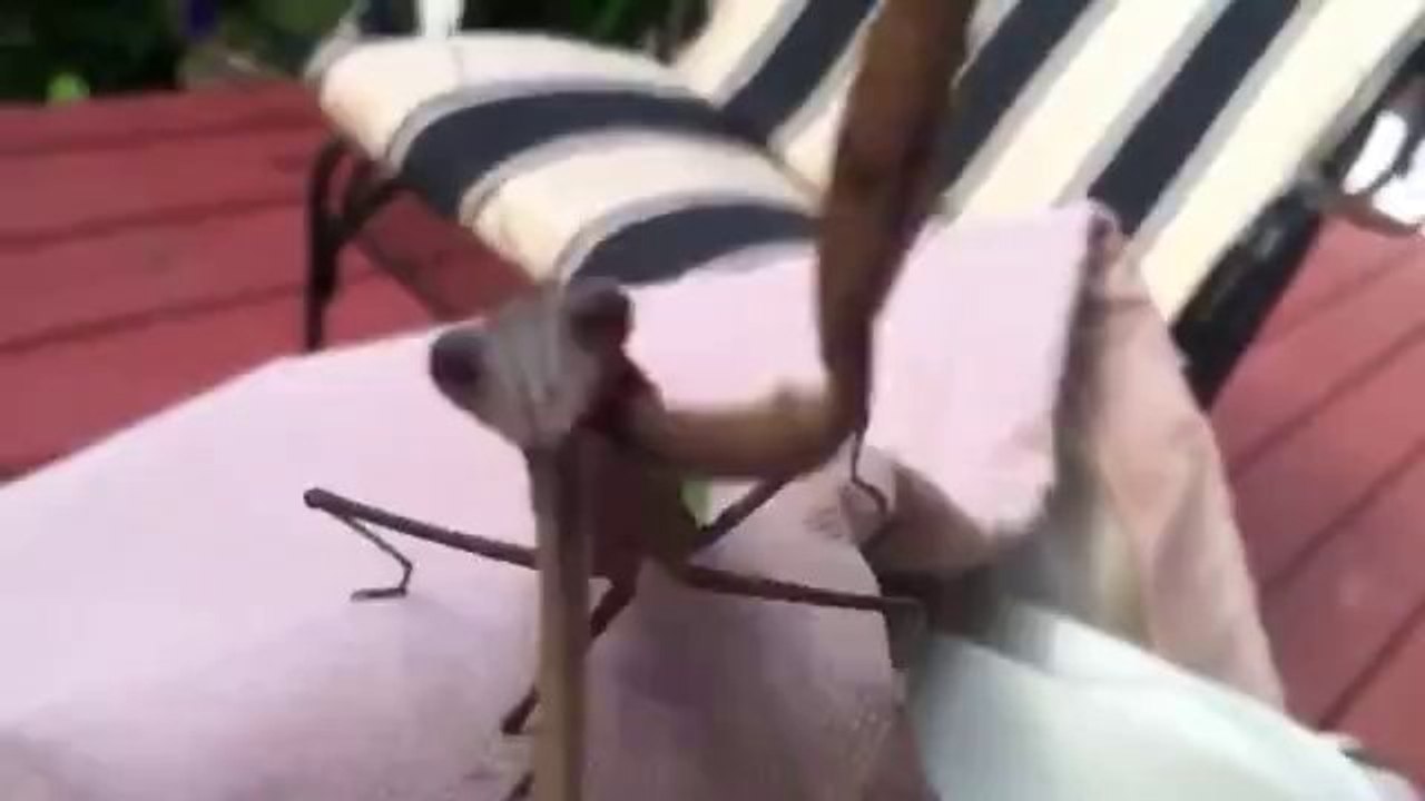 Angriff der Gottesanbeterin