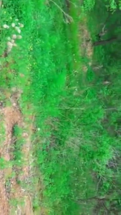 Autofahrer hilft einem in Not geratenen Fuchs