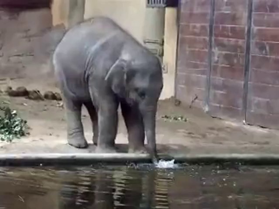 Baby Elefant liebt es Blasen zu machen