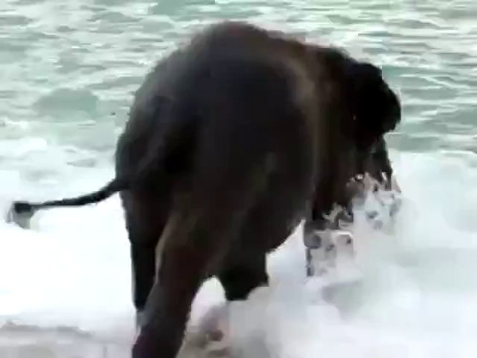 Baby Elefant sieht zum ersten Mal das Meer