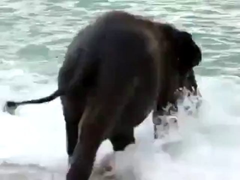 Baby Elefant sieht zum ersten Mal das Meer