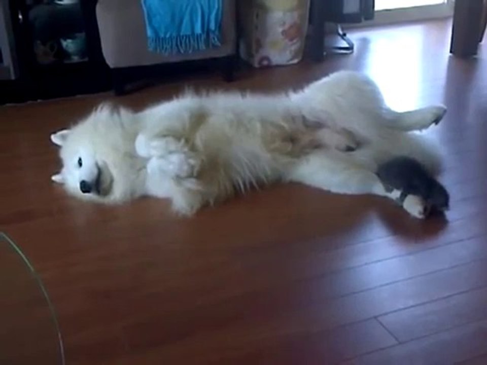 Babykatze attackiert einen Hund