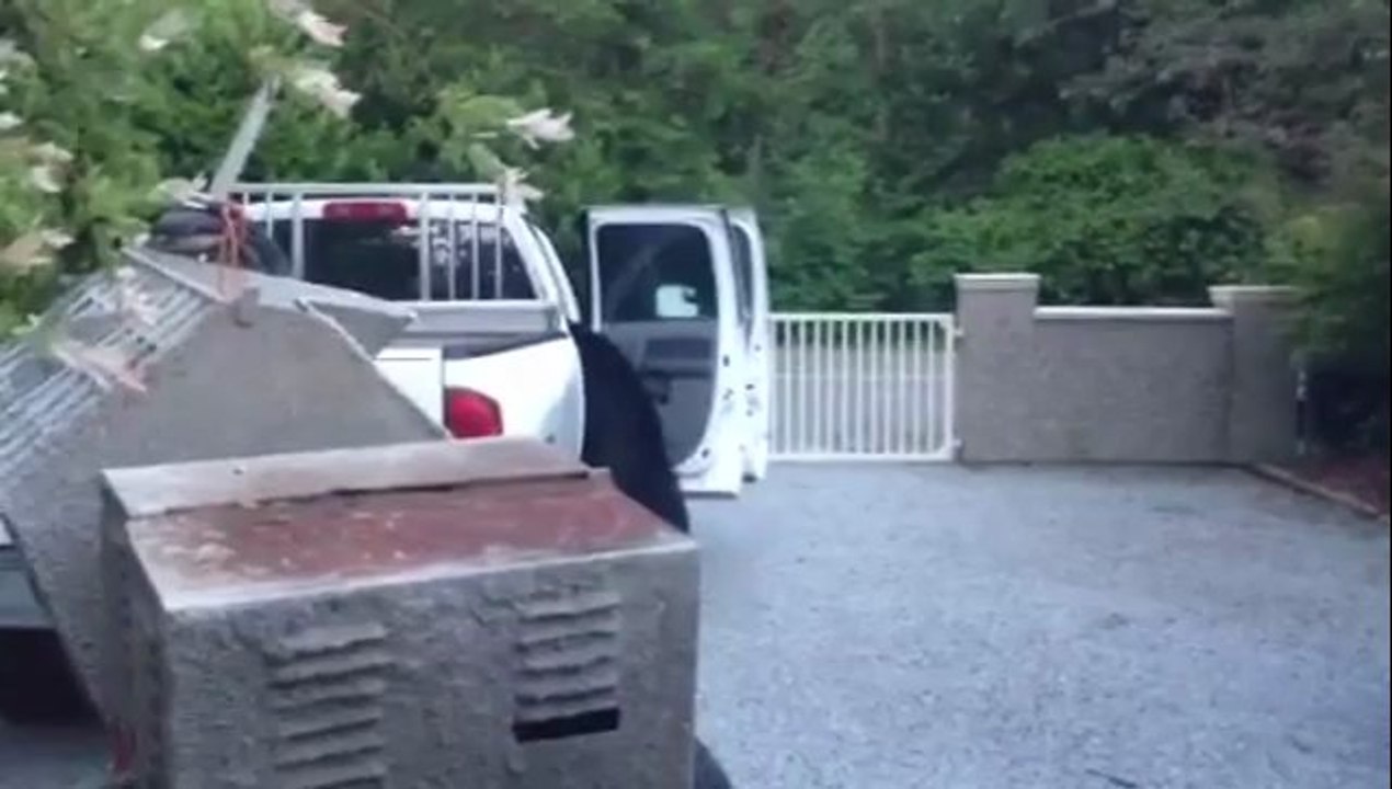 Bär guckt ob es im Auto was zu holen gibt