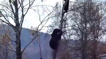 Bär jagt einen Russen auf einen Baum