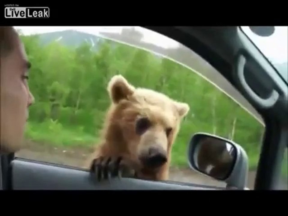 Bettelnder Bär in Russland