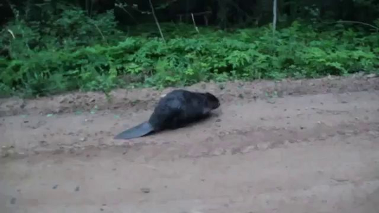 Biber attackiert einen Mann