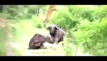 Büffel schleudert einen Löwen in die Luft