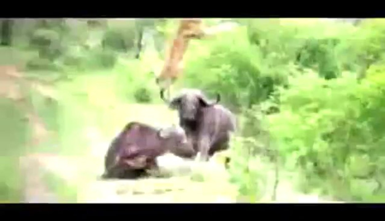 Büffel schleudert einen Löwen in die Luft