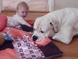 Bulldogge beim Babysitten