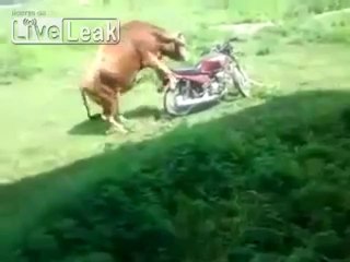 Bulle verliebt sich in ein Motorrad