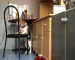 Cleverer Hund auf der Suche nach etwas Essbarem