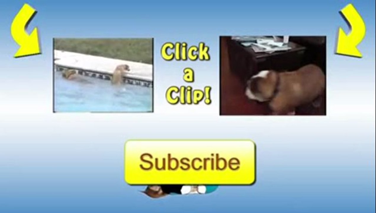 Cleverer Hund putzt sich die Pfoten ab bevor er ins Haus kommt