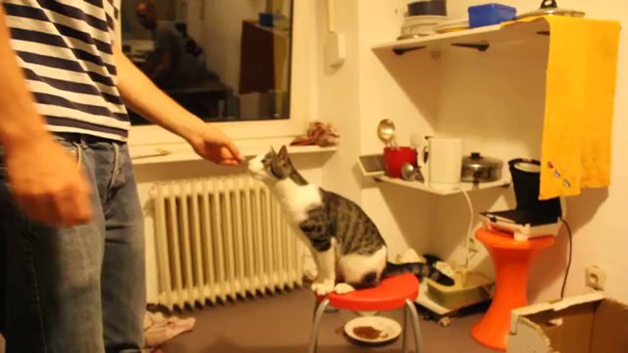 Coole High Five Katze