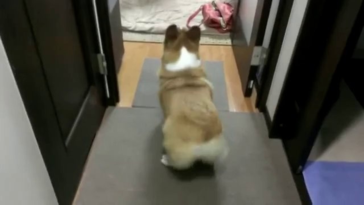 Corgi liebt es zu twerken