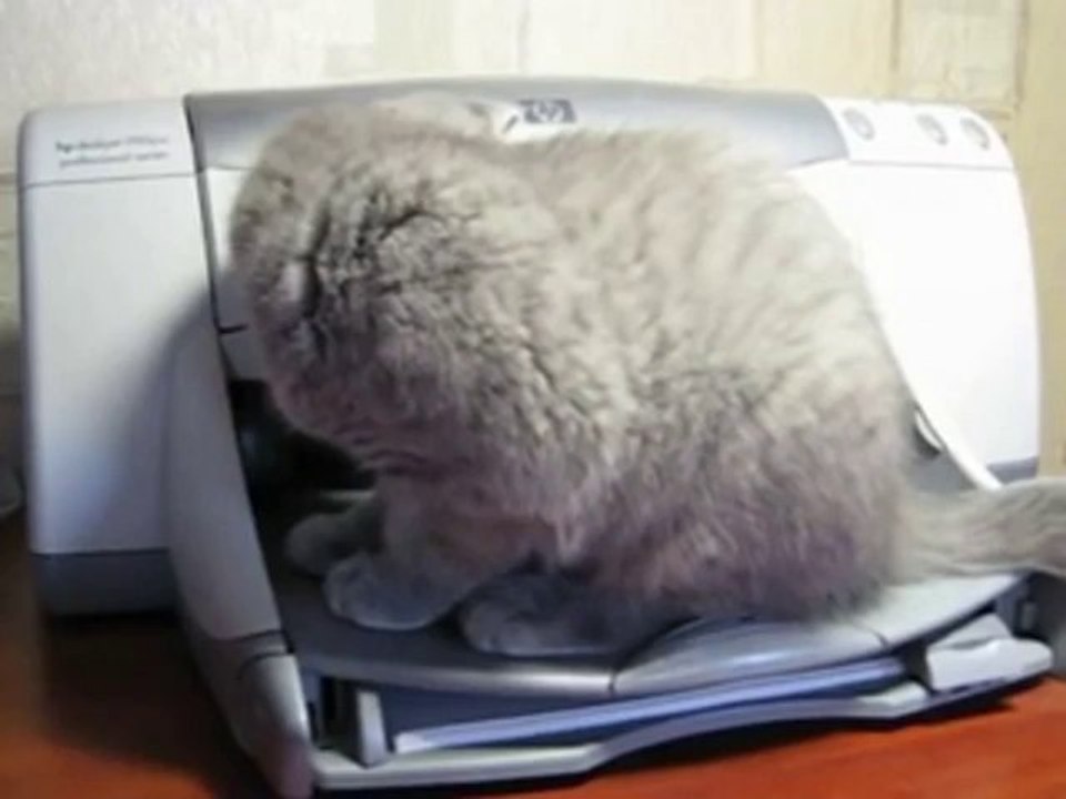 Damit hätte die Katze nicht gerechnet